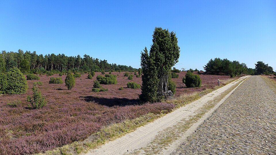 Ellerndorfer Heide