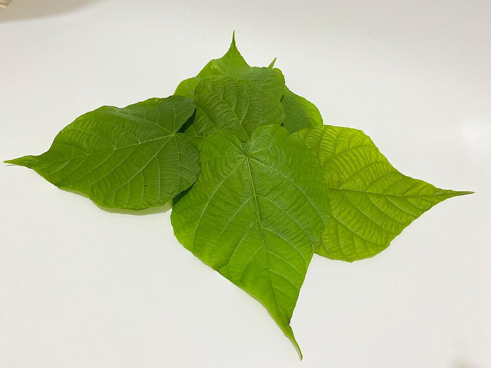Daun Paliasa