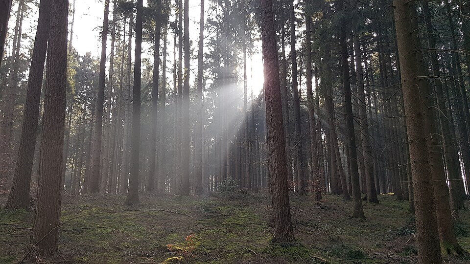 Wald Bad Rothenfelde