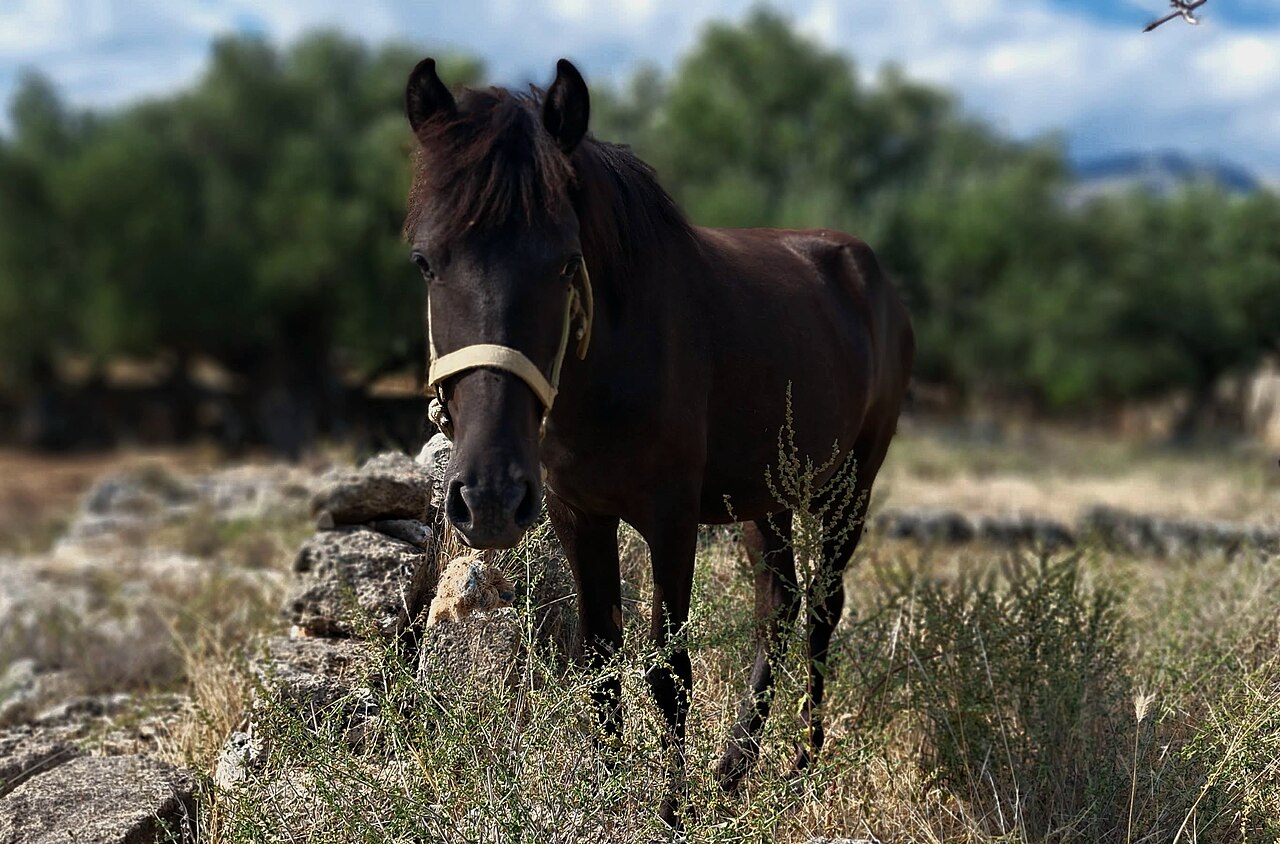 Horse gr