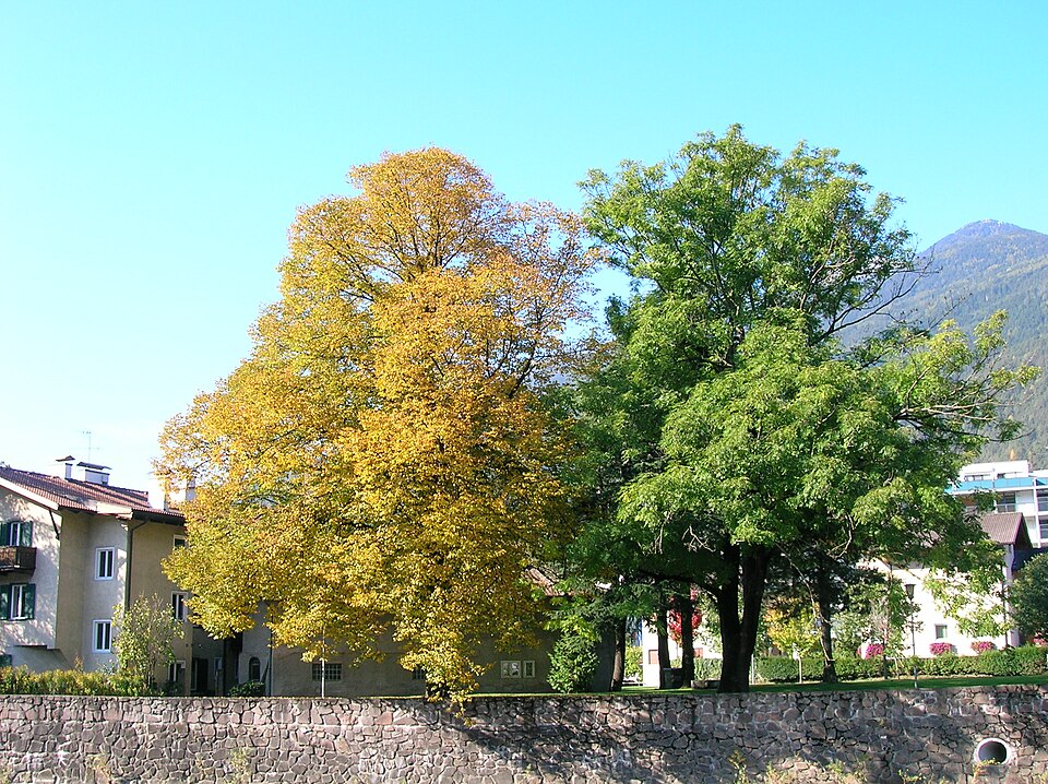 Albero giallo albero verde