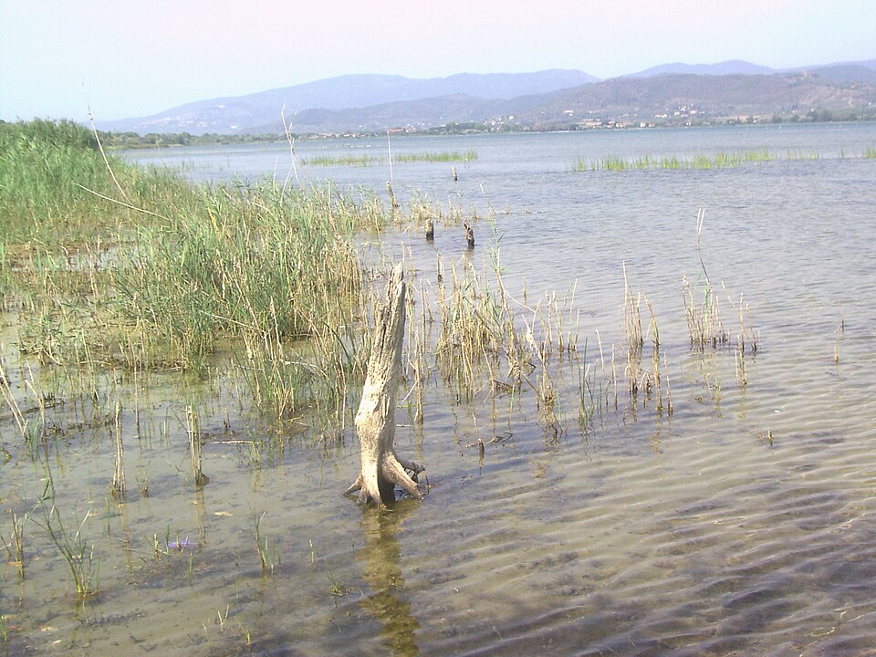 Treesinthelake