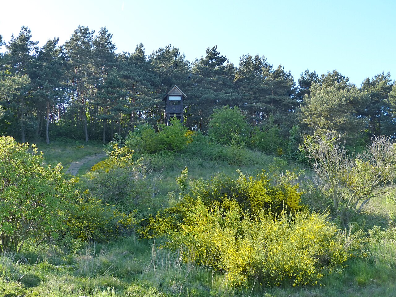 Kückelsberg Aussichtsturm