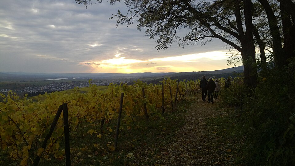 in Rheingau